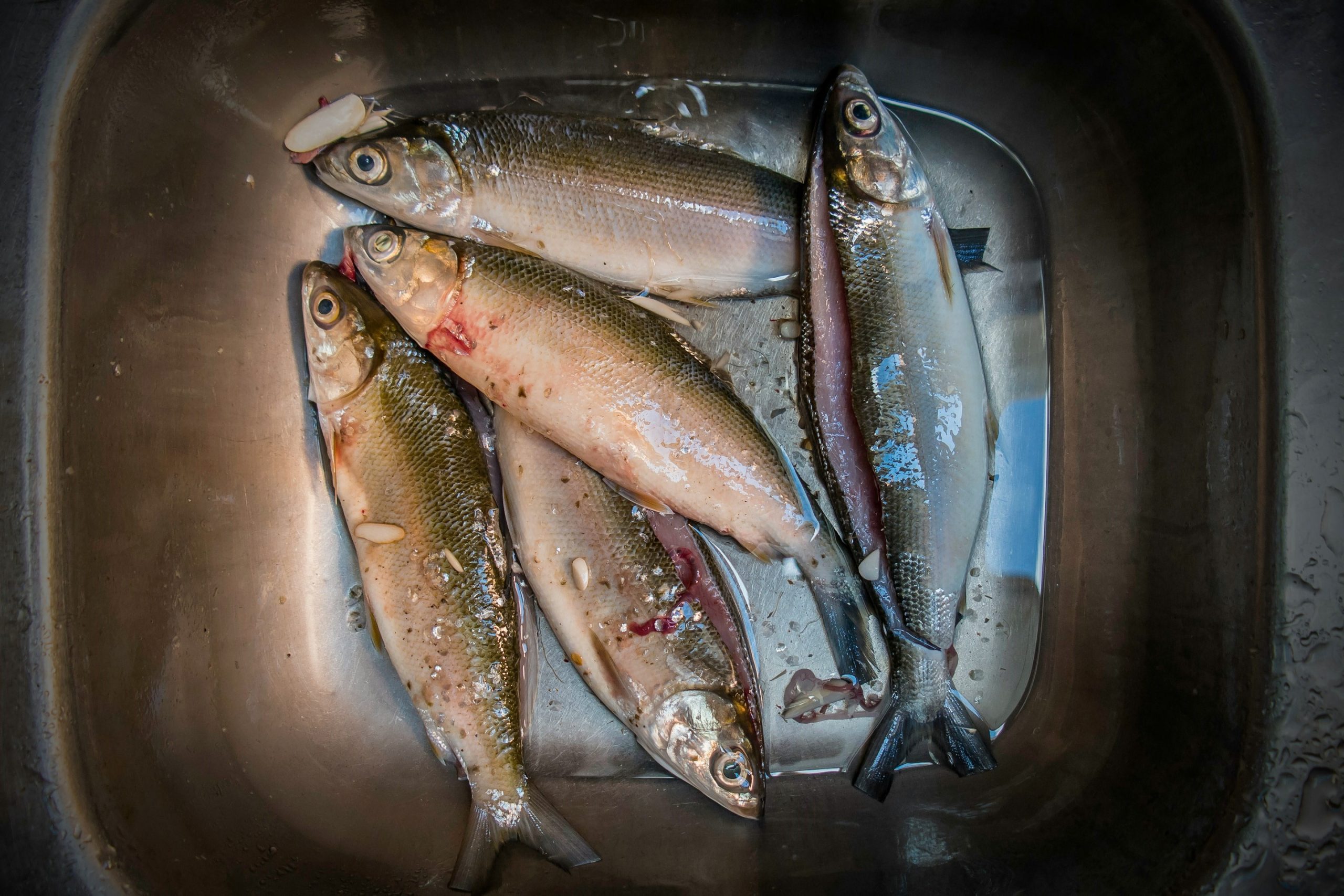 Tips Memilih Ikan Segar