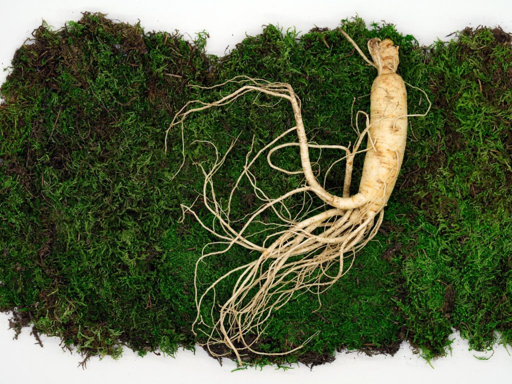 manfaat ginseng