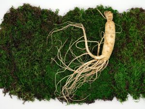manfaat ginseng