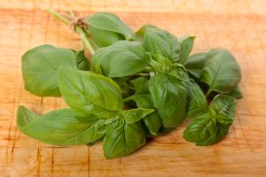 Daun kemangi