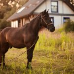 Pesona Kecepatan serta Ketangguhan Kuda Pacu di Lintasan Balap
