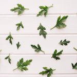 Manfaat Mugwort Natural yang Buat Badan Lebih Sehat serta Segar