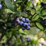 Mengenal Pohon Blueberry dan Cara Menanamnya dengan Mudah