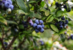 Pohon blueberry