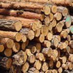 Peluang Bisnis Kayu Gelondongan yang Menjanjikan di Tengah Tingginya Permintaan