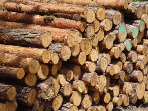 peluang bisnis kayu gelondongan